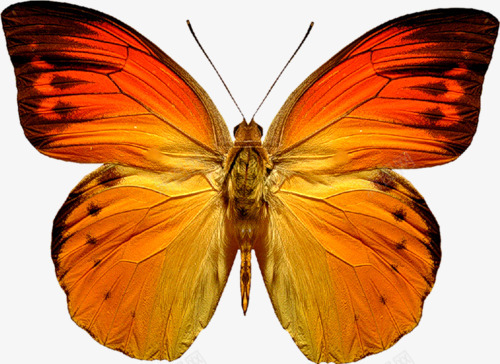 矢量图橙色蝴蝶蝴蝶免费下载T201936让花瓣网图标