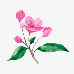 水彩樱花花卉图免扣手绘彩绘水彩插画素材