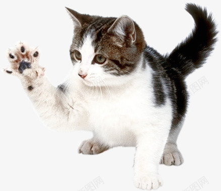 小猫免费下载系列动物宠物系列动物宠物不定期图标