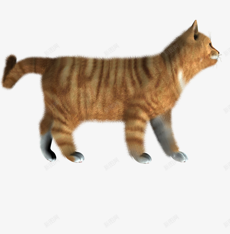 小猫图像小猫猫png免抠素材_88icon https://88icon.com 小猫 图像