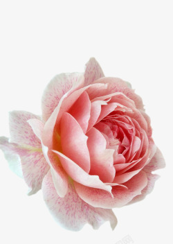 玫瑰花花朵抠图植物花水果素材