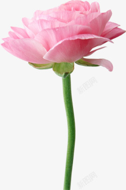 玫瑰花和蝴蝶兰6美妆植物成分素材