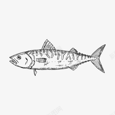 素描酒水鲭鱼鱼手绘图标