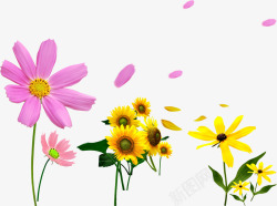 向日葵花瓣飘落格式透明图素材