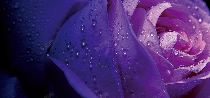 玫瑰源文件展板模板紫色紫色下载紫色模板下载紫色条纹背景