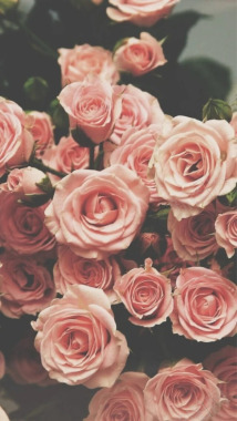 玫瑰蔷薇鲜花花朵静物唯美温暖粉色红色壁纸锁屏头像暖背景