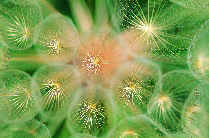 植物花纹复古卡通花朵线条图形花边图标节日潮流高清绿jpg设计背景_88icon https://88icon.com 植物 花纹 复古 卡通 花朵 线条 图形 花边 图标 节日 潮流