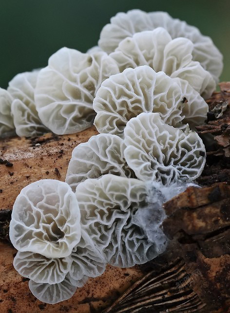 瓣花叶子植物绿色植物水滴草地绿色草壁纸植物植物壁纸jpg设计背景_88icon https://88icon.com 植物 壁纸 瓣花 叶子 绿色植物 水滴 草地 绿色