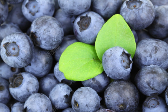 浆果蓝色蓝莓食品新鲜水果多汁叶模式原成熟维生素采集背景