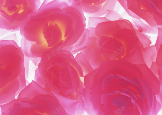 植物花纹复古卡通花朵线条图形花边图标节日潮流高清绿背景