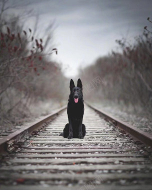 一位加拿大网友分享了自己家黑狗Kingsley和黑背景