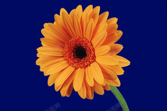 植物花纹复古卡通花朵线条图形花边图标节日潮流高清绿背景