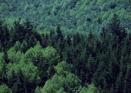 森林参天大树树林山林树木丛林随手拍摄影旅游摄影自然背景