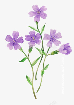 春季春天鲜花紫色花素材