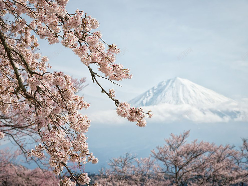 樱花春天jpg设计背景_88icon https://88icon.com 富士山 脚步 樱花 住在 北侧 南侧 春天