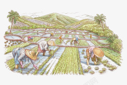 手绘插图农地种植水稻海报和主图素材
