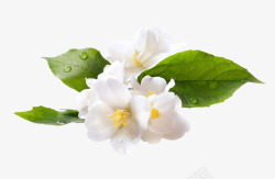 白色花朵鲜花素材