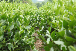 美食相关茶叶高清实拍图绿茶创意美食食品相关高清图片