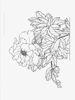 免扣白描工笔画花卉牡丹篇素材