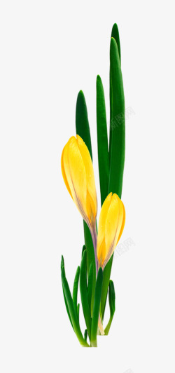 叶子花植物素材