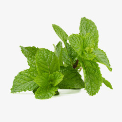 薄荷叶薄荷健康喝愈合叶子中药香气品味茶绿色茶点新鲜素材