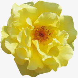 玫瑰开花黄色鲜花玫瑰花园玫瑰绽放花园植物群性质夏季素材