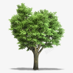 植物草绿叶大树叶子绿色植物盆栽QQ群6168691素材