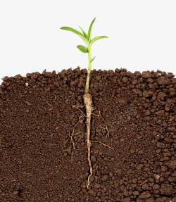 泥土横截面剖面土地树苗根在土地里嫩芽发芽绿色植物素材