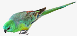鸟鹦鹉小绿色澳大利亚野生动物自然素材