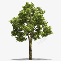 植物草绿叶大树叶子绿色植物盆栽QQ群6168691素材