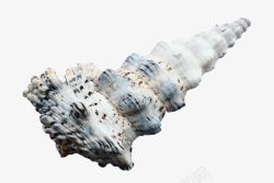 海贝壳海洋海滩假期海贝壳沙夏天旅行自然装修度假软体素材