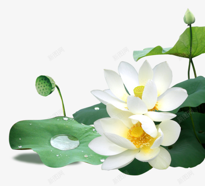 荷花花卉图案荷叶荷花水珠png免抠素材_88icon https://88icon.com 荷花 花卉 图案 荷叶 水珠