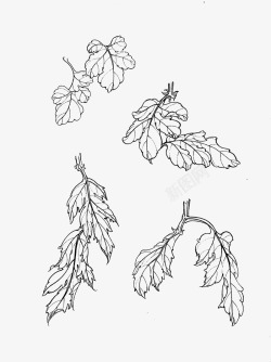 免扣白描工笔画花卉菊花篇素材