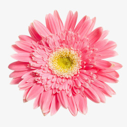 一朵菊花粉色花朵免扣透明素材