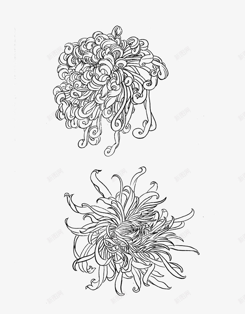 免扣白描工笔画花卉菊花篇png免抠素材_88icon https://88icon.com 免扣 白描 工笔画 花卉 菊花