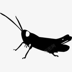 各类动物昆虫黑白剪影AI矢量图案图标合集392素材