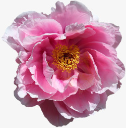 玫瑰开花性质玫瑰花园玫瑰绽放花粉红色花园植物群浪漫素材