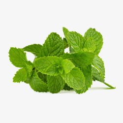 薄荷薄荷叶绿色健康喝愈合叶子苏打水中药香气品味茶茶素材