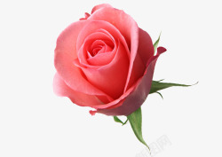 一朵鲜艳的玫瑰花透明素材
