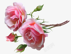 鲜花粉红色玫瑰芽香剪出孤立花园自然素材