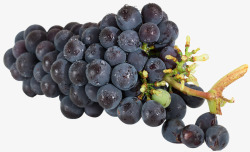 葡萄孤立水果食品健康吃受益美味饥饿营养享受餐素材