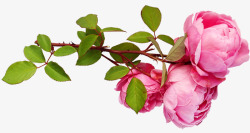 鲜花粉红色玫瑰茎剪出孤立植物安排贺卡装修花园自然素材