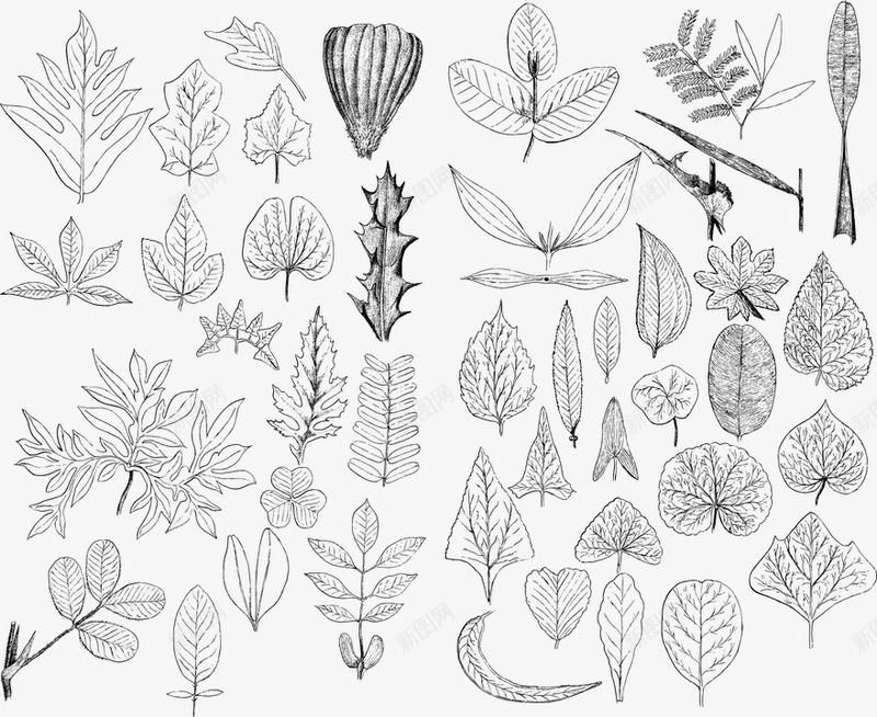 叶叶子线条艺术酿酒详细植物学植物园艺装饰装修复古老png免抠素材_88icon https://88icon.com 叶叶子 植物学 修复 装修 装饰 园艺 植物园 植物 详细 酿酒 艺术