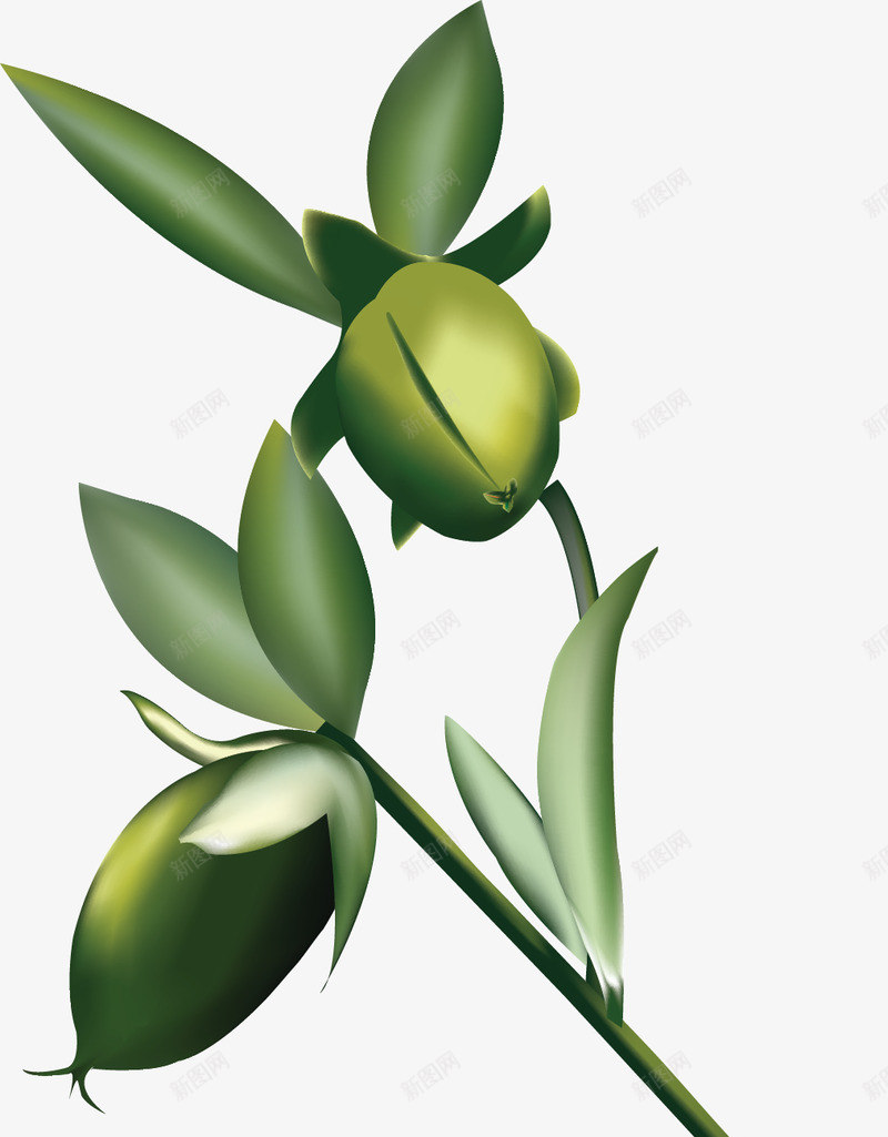 荷荷巴霍霍巴png免抠素材_88icon https://88icon.com 荷荷 霍霍