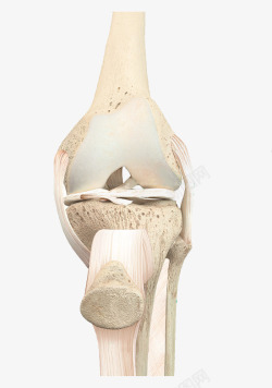 膝盖骨人体骨骼透明图素材
