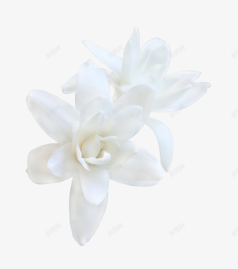 晚香玉1png免抠素材_88icon https://88icon.com 晚香