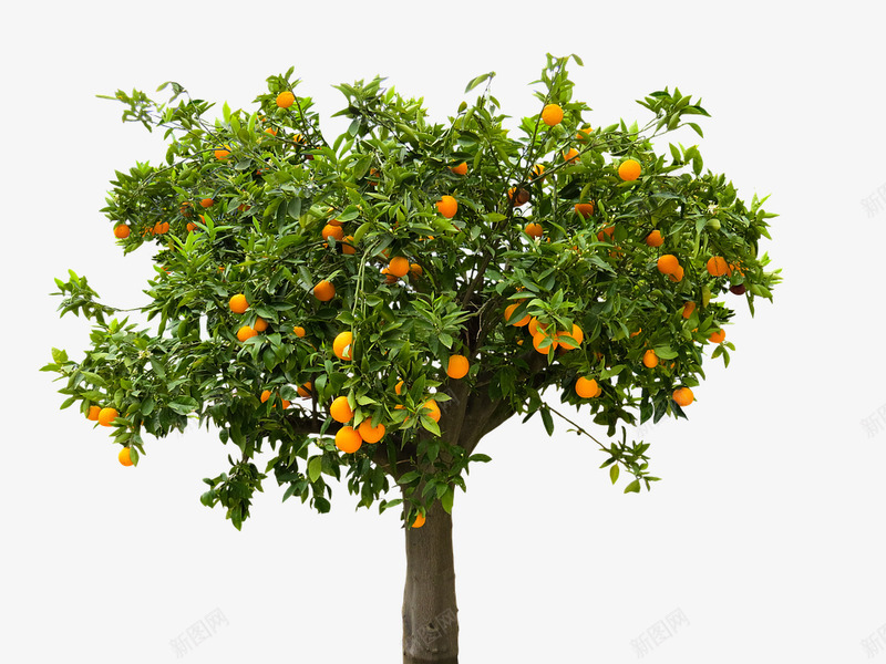 性质树橙孤立水果维生素食品吃png免抠素材_88icon https://88icon.com 性质 树橙 孤立 水果 维生素 食品