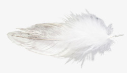 动物白色羽毛飘落照片装饰特效素材