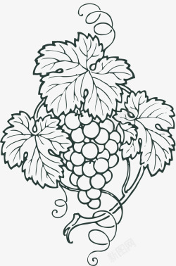 葡萄手绘葡萄卡通葡萄葡萄叶葡萄图标素材