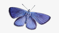 蝴蝶蓝色性质蓝翼素材